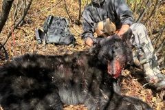 Black-Bear-woods