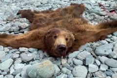 Brown-Bear-on-Riverbead