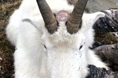 Mtn-Goat